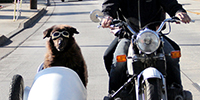Finally, a Documentary About Dogs Riding in Sidecars