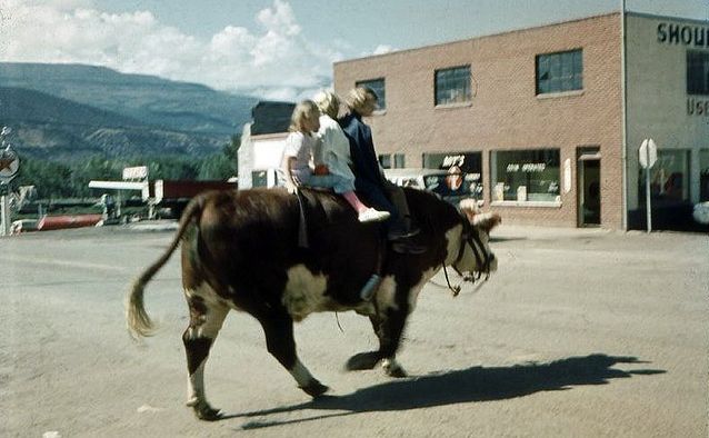 Cow in the Rifle, Colorado, 1969 Fair Days parade