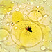 Bug in olive oil, pepper and water.