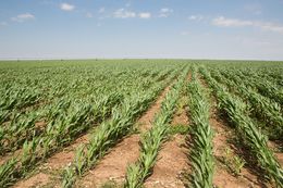 A field of corn in the Texas Panhandle