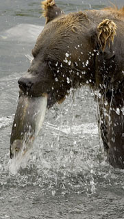 Bear with Salmon