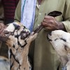 An Indian goat herder displays a goat to customers at an animal market in the Old Quarters of New Delhi. Here in Texas, an new bill could make property owners liable if they hurt a goat or sheep that wanders onto their property.