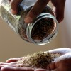 A man shows stevia plant seeds, known as "sweet herb" in Paraguay. In Texas, a couple new bills could ramp-up production and use of native seeds across the state.