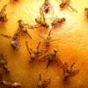 Recently larval Mexican fruit flies were spotted in Texas.