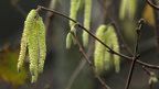 Catkins by Deborah Rigden