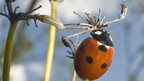 Seven spot ladybird