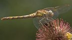 Female common darter