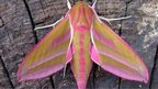 Elephant hawk moth