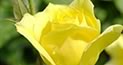 Yellow Rose