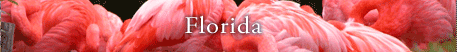 Serving Florida - Constituent Services