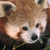 Red Panda