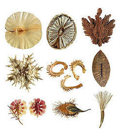 Images from the US National Seed Herbarium