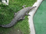 Saltwater Crocodile - Davao Crocodile Park - Davao City - Philippines