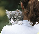 A little girl holding a grey kitten on her shoulder.