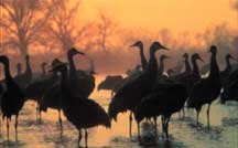 photo of birds standing in water