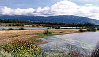 Prado Wetlands, Santa Ana Basin.