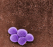 aureus bacteria 