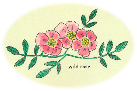 Wild rose