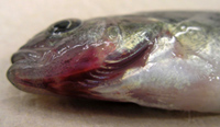VHSV infected Yellow perch