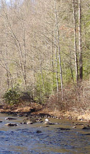 photo of river with tall trees on the right bank