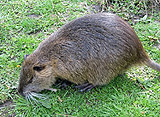 nutria