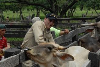 A ranch assistant and LCDR Gregory Langham, veterinarian, treat several Brahma cattle for parasites.