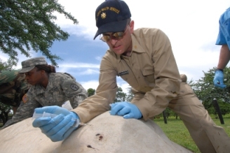 Leona Thomas, U.S. Army veterinary technician and LCDR Gregory Langham, HHS veterinarian, aspirate a fluid-filled swelling on the leg of a Brahma cow.
