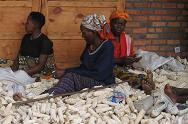 COAMV Maize Project in Rwanda