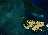 Phytoplankton Thrive around the Falkland Islands