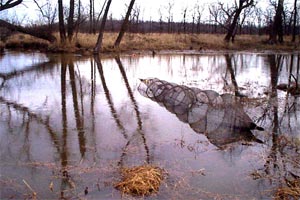 trap in marsh