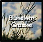 Bluestem Grasses