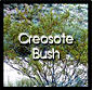 Creosote Bush