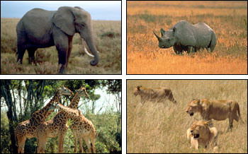 photographs of an elephant, a rhino, giraffes, and lions