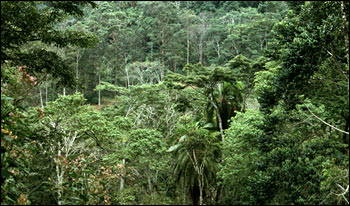 Photograph of Tropical Wet Climate (Rainforest)