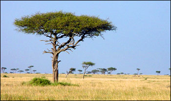 Photograph of Tropical Wet and Dry Climate (Savanna)