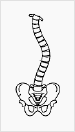 Curved spinal column