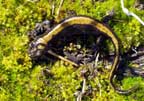 Long-toed salamander