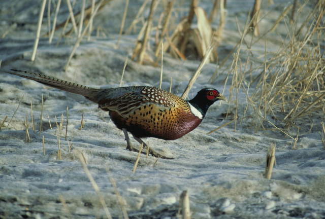 Ring-Necked Pheasant [Fish and Wildlife Service Photo]