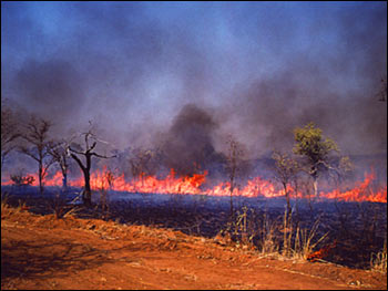 ground-level view of burning savanna