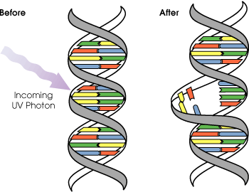 Diagram of UV Radiation
Mutating DNA