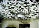 Mold contamination of ceiling and walls