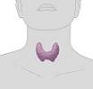 Sketch showing position of thyroid glands.