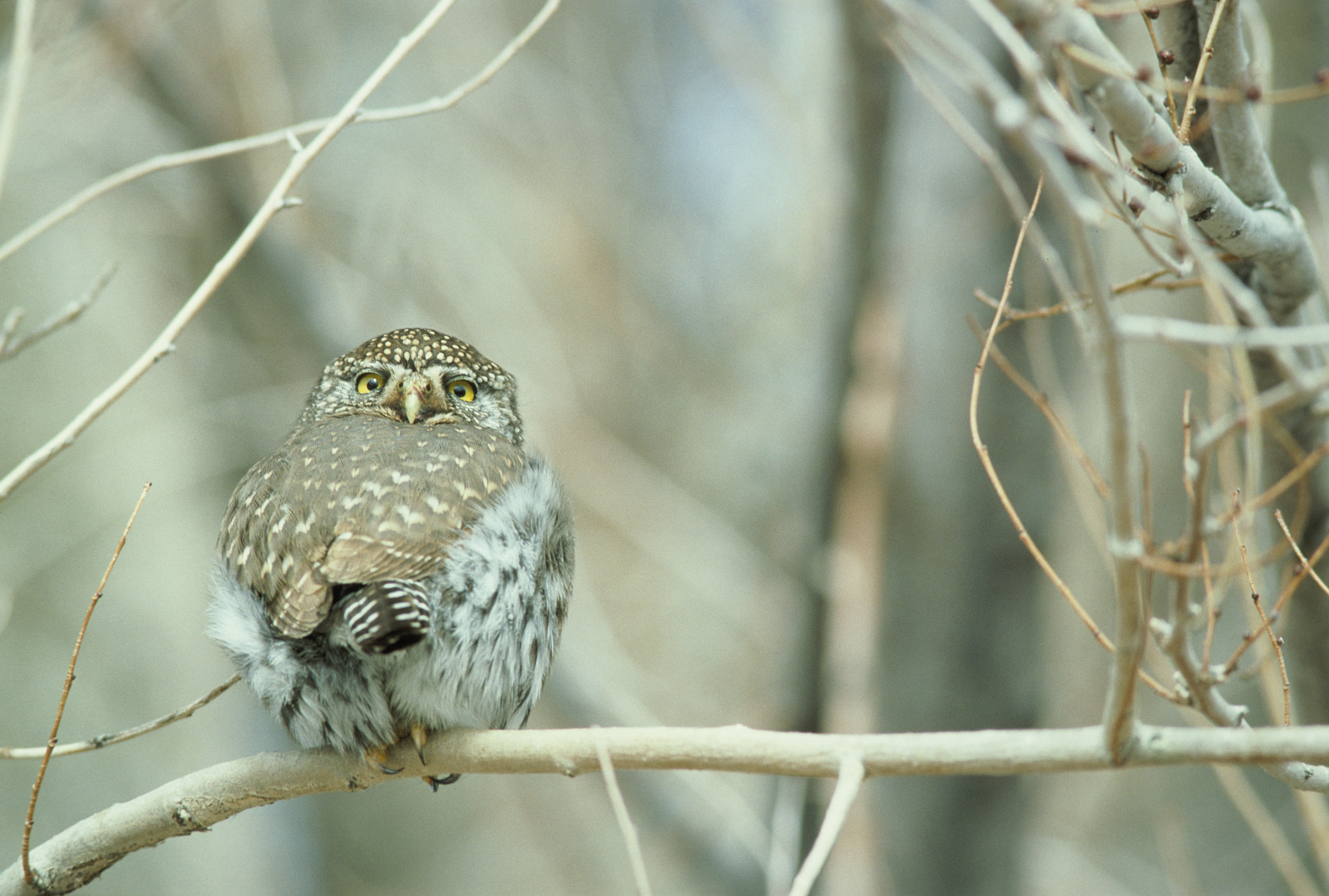 Pygmy Owl [National Park Service Photo]