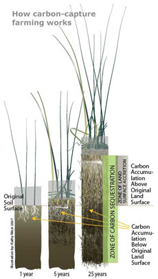 How carbon-capture farming works. Cutaway ilustration of peat soils building after 1 year, 5 years and 25 years.