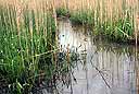 Closeup of grass and reeds at water