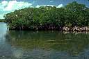 Cluster of Mangrove trees along edge of water