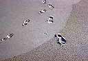 Footprints on fine-sand beach