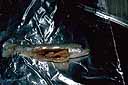 a fish lies dissected on a piece of aluminum foil