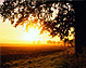 Sun setting behind a tree