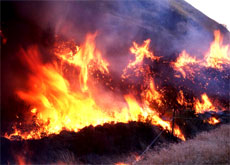 Techniques for reestablishing plant cover after wildfires have been developed by Plant Materials Centers and Plant Materials Specialists.